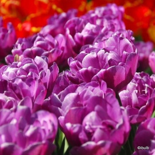 'Blue Diamond' Tulips