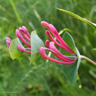 Lonicera henryi