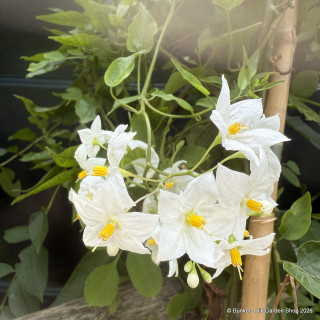 Solanum Jasminoides Album