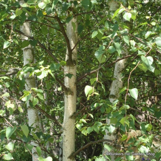 10 x Betula pendula (Silver Birch) 40-60cm bare root