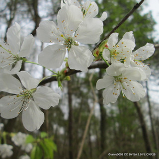 Prunus avium (Wild Cherry) BAREROOT