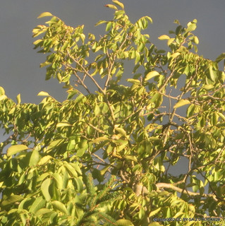 Juglans regia (Common Walnut) POTTED