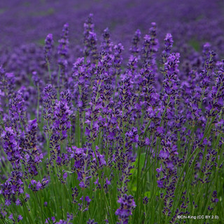 Lavendula ang. 'Hidcote' (Lavender) 1.5ltr