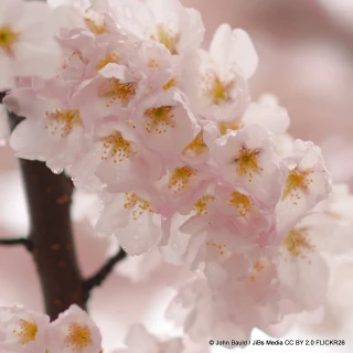 Prunus serrulata 'Sunset Boulevard' (Flowering Cherry) - 200/250cm