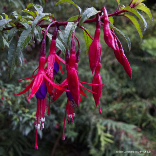 Fuchsia 'Riccartonii' (3ltr)