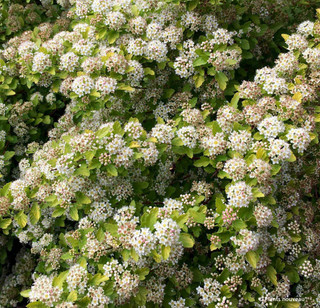 Physocarpus opulifolis ‘Raspberry Lemonade’ 3ltr