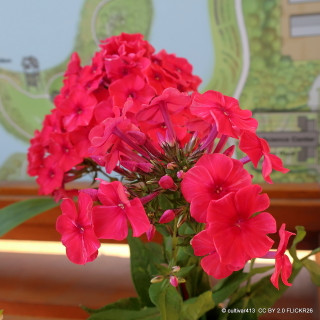 Phlox 'Miss Mary' 1 ltr
