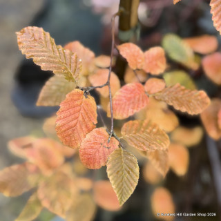 Carpinus 'Orange Retz' 4L