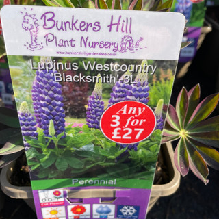 Lupin Westcountry 'Blacksmith' (Lupinus) 3ltr pot