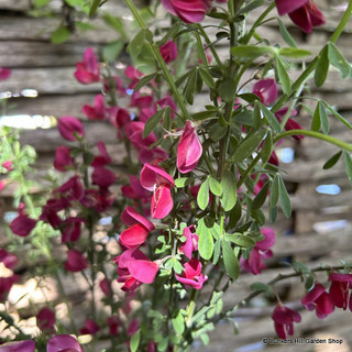 Cytisus ‘Boskoop Ruby’ 3L