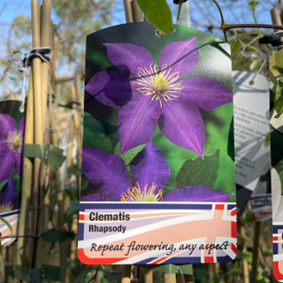 Clematis 'Rhapsody' - 2L