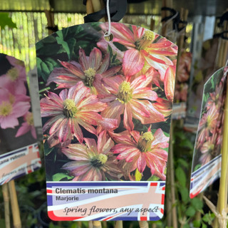 Clematis montana 'Marjorie' - 2L