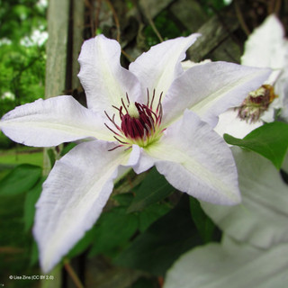 Clematis viticella 'Alba Luxurians' - 2L