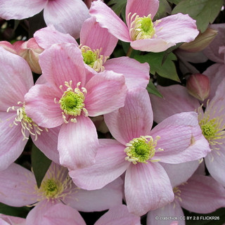 Clematis montana 'Mayleen' 1.5-1.75m (7L)