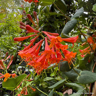 Lonicera 'Dropmore Scarlet' 1-1.25m (7L)