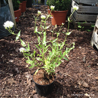 Centranthus ruber 'Albus' - 2ltr