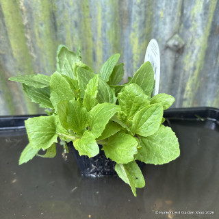 Mimulus - 6 pack