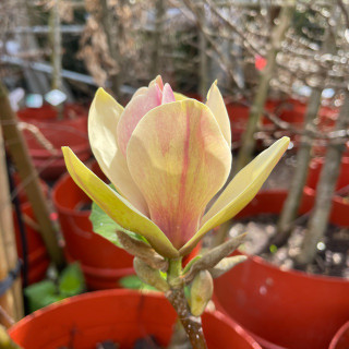 Magnolia 'Sunsation' 100/125cm