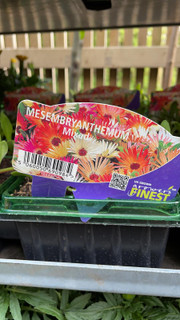 Mesembryanthemum - 6 Pack