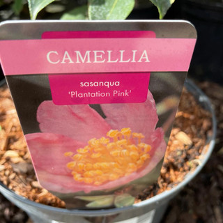Camellia sasanqua 'Plantation Pink' 5L