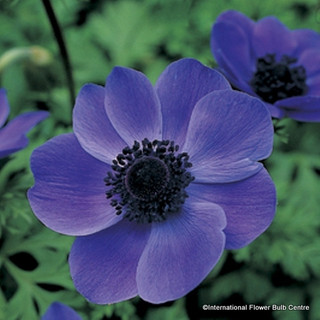 'De Caen Mr. Fokker' Anemones