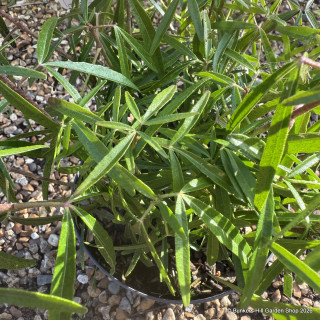 Choisya × dewitteana 'Aztec Pearl' (5L)