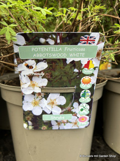 Potentilla  fruiticosa 'Abbotswood White' (5L)