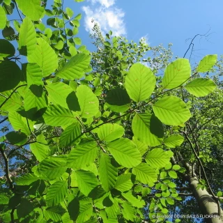 Fagus sylvatica (Beech) 150-175cm (5ltr)