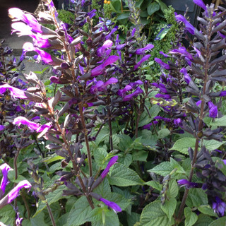 Salvia salgoon 'Spencer Lake'