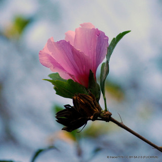 Hibiscus syr. 'Woodbridge'