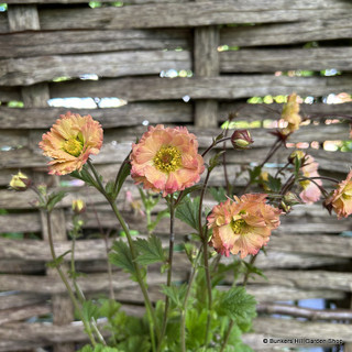 Geum 'Mai Tai' 3L