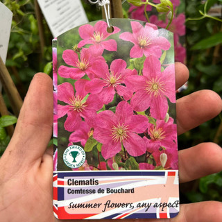 Clematis 'Comtesse du Bouchard' 2L