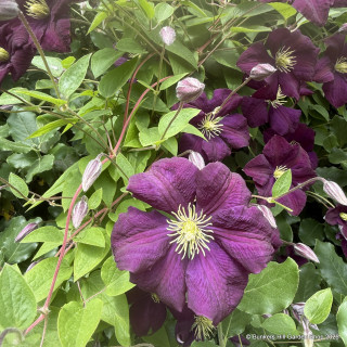 Clematis Etoile Violette 2L