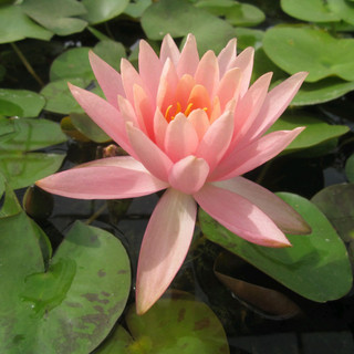 Nymphaea 'Colorado' (Water Lily) 3ltr