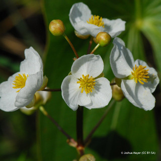 Sagittaria latifolia (Duck Potato) 3ltr