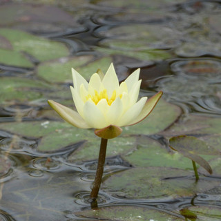 Nymphaea 'Pygmaea helvola' (Water Lily) 2ltr