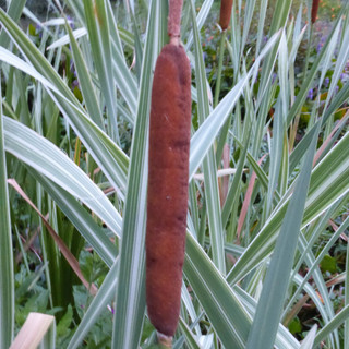 Typha latifolia variegata 3ltr