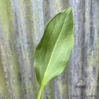 Alisma plantago aquaticum (Water Plantain) 1ltr