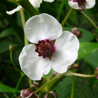 Sagittaria sagittifolia (Arrowhead) 1ltr