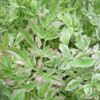 Oenanthe javanica 'Flamingo' 1 ltr