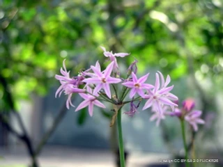 Tulbaghia violacea (Society Garlic) 1ltr