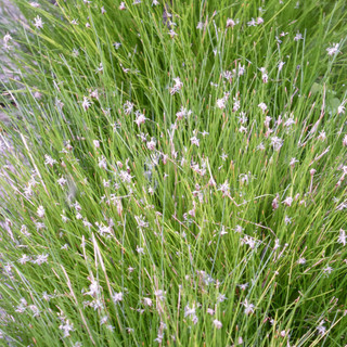 Eleocharis acicularis 9cm (Oxygenator)