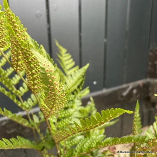 Dryopteris erythrosa 'Prolifica' 3L