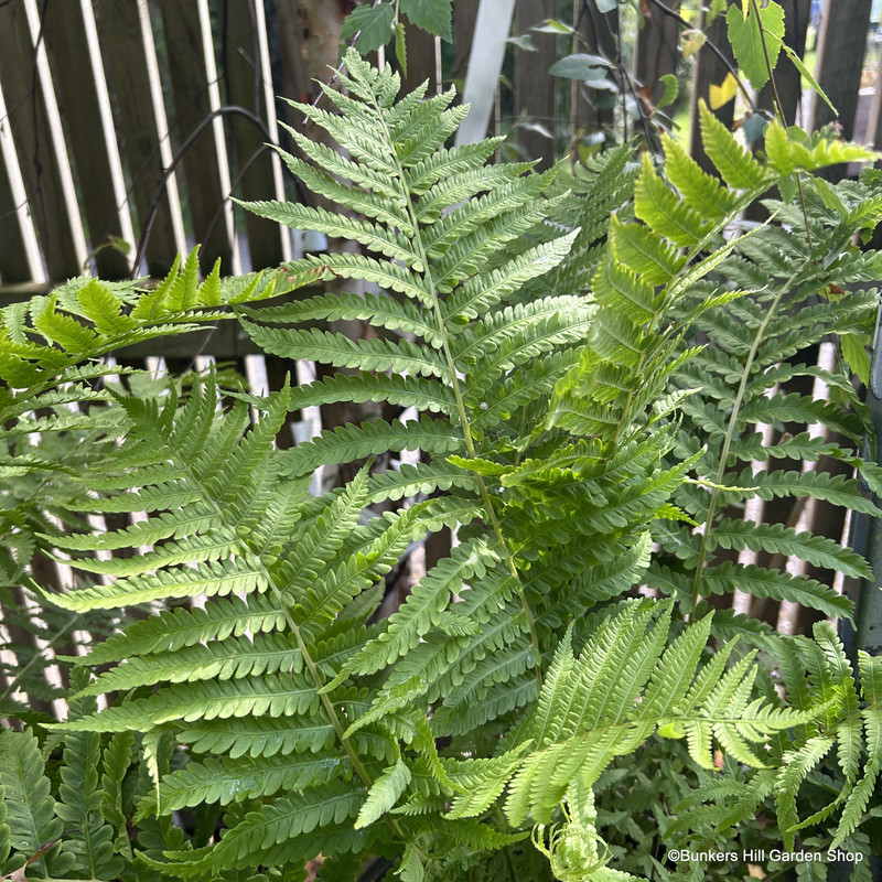 Matteuccia struthiopteris (Shuttlecock/Ostrich Fern)