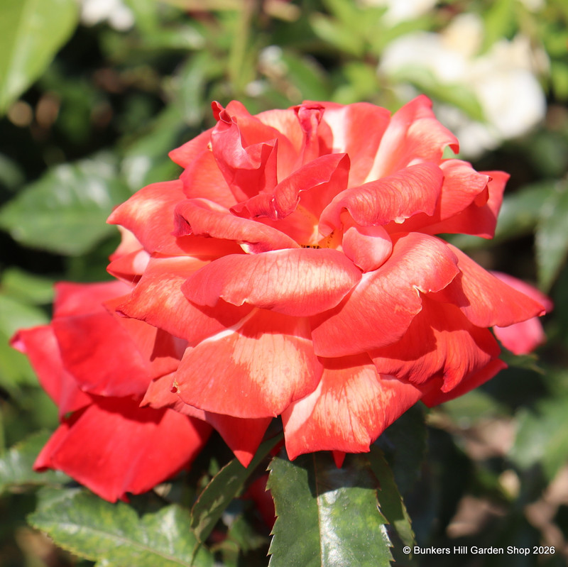 Remember Me - Hybrid Tea rose