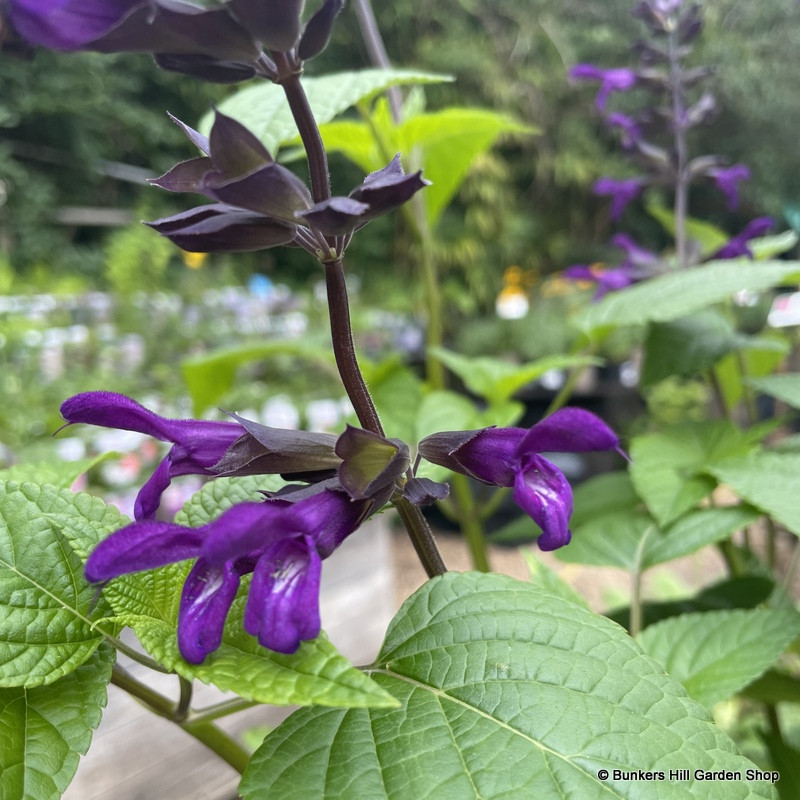 Salvia 'Amistad'