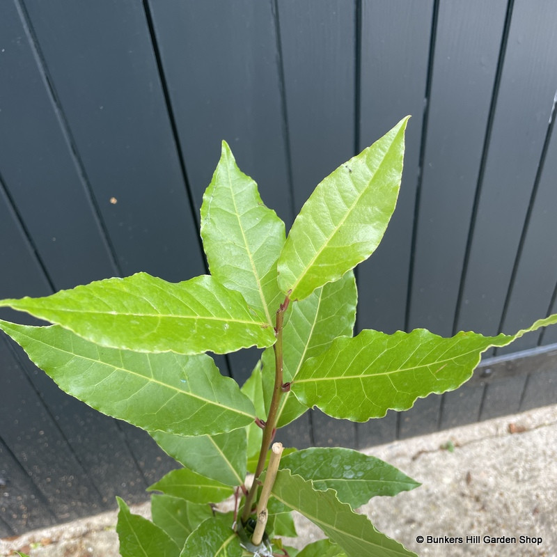 Laurus nobilis (bay)