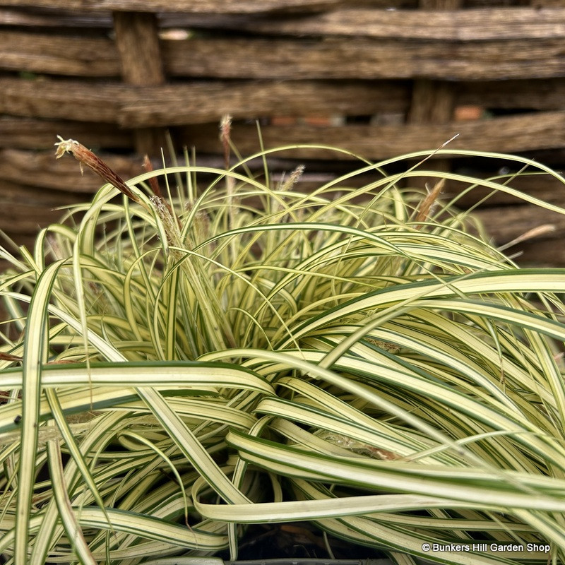 Carex 'Evergold' (Grass) 2L
