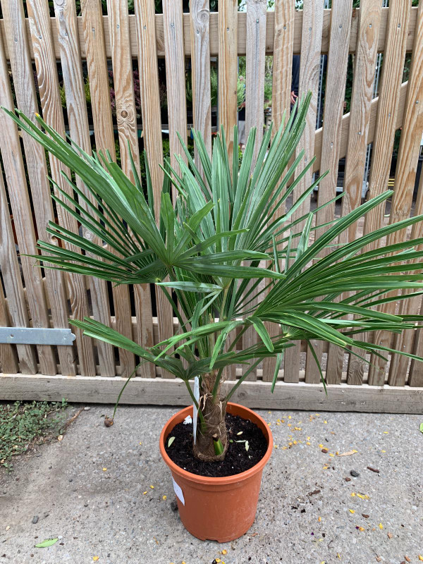 Trachycarpus fortunei