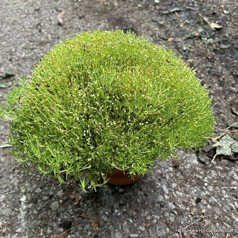 Scleranthus Biflorus (Pine Green Moss)  in terracotta pot